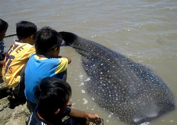 Hiu Tutul Terperangkap Jaring Nelayan
