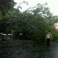 Tertutup Pohon Tumbang, Lalin Bulungan Dialihkan