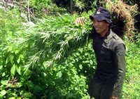 BNN Musnahkan 7 Hektar Ladang Ganja