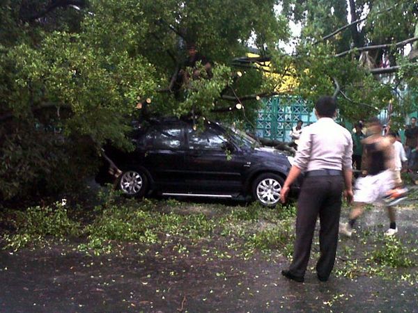 2 Pohon Tumbang Timpa Mobil di Bulungan