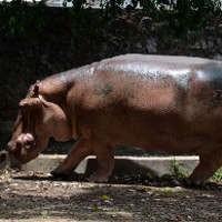 Telat Kawin, Sukur, Kuda Nil Koleksi KBS Stres