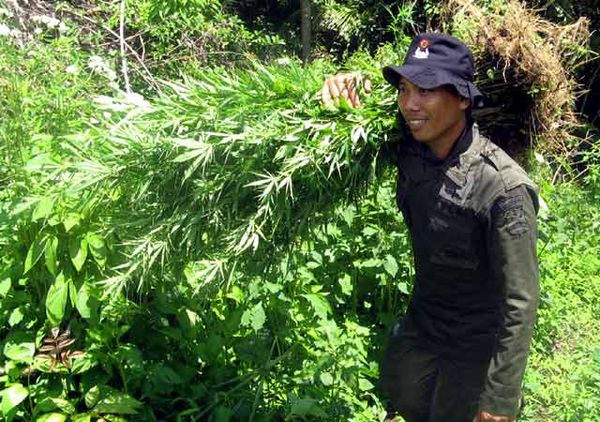 BNN Musnahkan 7 Hektar Ladang Ganja