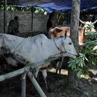 Peternak Dapat Suntikan Rp 500.000/Sapi dari Pemerintah