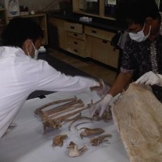 Tulang Diduga Orangutan Korban Pembantaian Diteliti di Samarinda