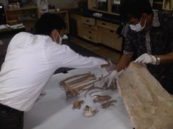 Tulang di Kukar Positif Orangutan, Indikasi Pembantaian Menguat