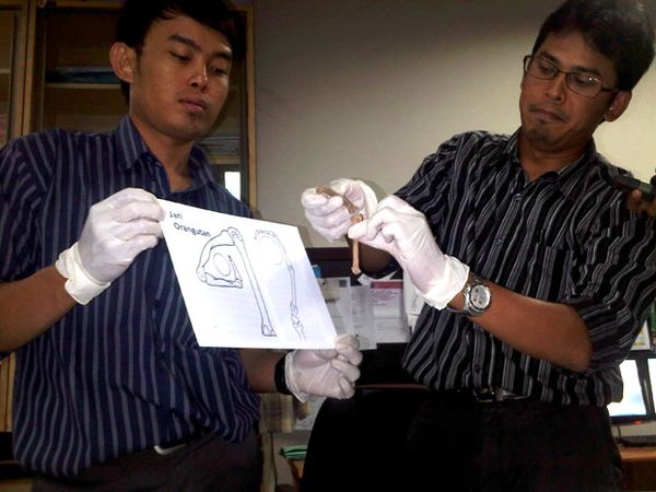 Tulang di Kukar Positif Orangutan