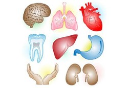 Suku Cadang untuk Tubuh Manusia Sudah Bisa Dibuat