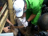 Penampungan Hewan Kurban Disidak
