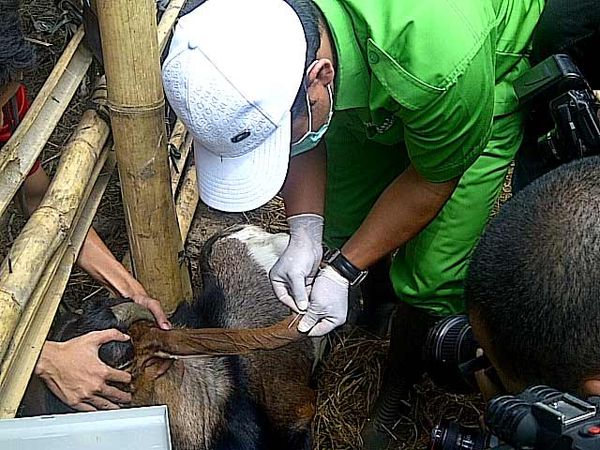 Penampungan Hewan Kurban Disidak