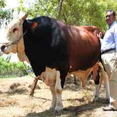 Sapi Simental Untuk Kurban yang Dibeli SBY