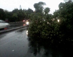Setelah 2 Jam, Pohon Tumbang di Depan Masjid At Tin TMII Dievakuasi