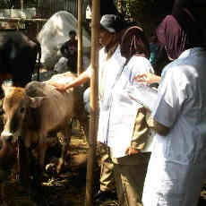 Antisipasi Kesehatan Hewan Kurban, Disnak Melakukan Sidak