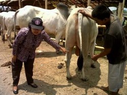 Dicek Fisik, Hewan Kurban di Semarang Dinyatakan Layak