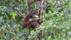 Primata Sang Primadona