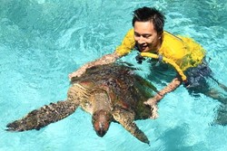 Berenang Bersama Penyu di Pulau Liukang