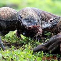 Sejumlah Kejanggalan dalam Vote SMS Komodo