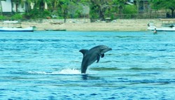 Tarian Lumba-Lumba di Pulau Alor Kecil