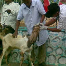 Sidak Hewan Kurban Temukan Kambing Berpenyakit Mata & Kulit