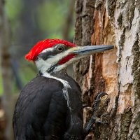 Rahasia Cegah Cedera Otak Ala Burung Pelatuk