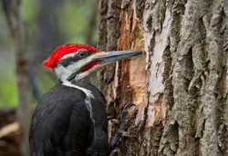Rahasia Cegah Cedera Otak ala Burung Pelatuk