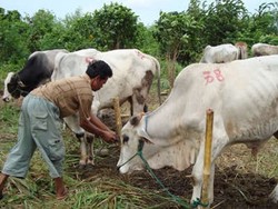 Mempersiapkan Hewan Qurban yang Halal dan Thayib