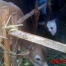 DKI Siapkan 1.250 Kupon Daging Kurban untuk Warga