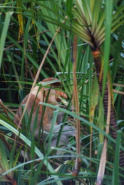 Bekantan, Monyet Belanda yang Jago Berenang
