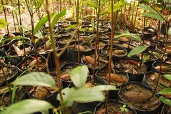 Kayu Perkasa Penuh Nilai