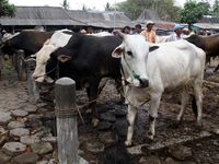 Penjualan Hewan Kurban Mulai Meningkat