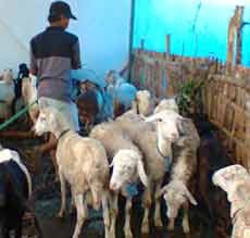 Pembeli Hewan Kurban Kebanyakan dari Instansi Pemerintah