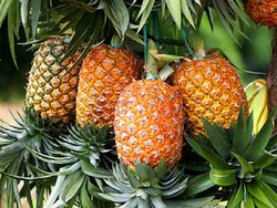 Nanas Madu yang Empuk Berair