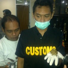 WN Mesir Selundupkan Kura-kura, Buaya, Tokek di Bandara Cengkareng