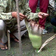 Bunga Bangkai Hebohkan Warga Babat