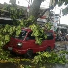 Waspadai Pohon Tua Rawan Tumbang di Bandung 