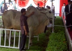 Pemotongan Hewan Kurban di Istiqlal Dimulai Sore Ini