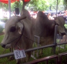 Presiden dan Wapres Serahkan Sapi Jumbo di Istiqlal