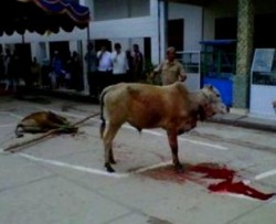 Setelah Disembelih, Sapi Itu Berdiri dan Meronta