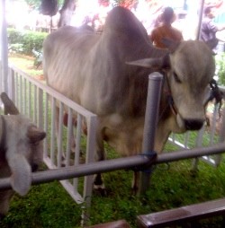 Seekor Sapi Kurban Kabur dari Masjid Istiqlal Pekanbaru