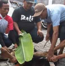 Alfamart Malang Sembelih 40 Ekor Kambing