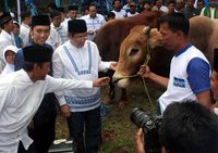 Anas dan Ibas Berkurban Sapi