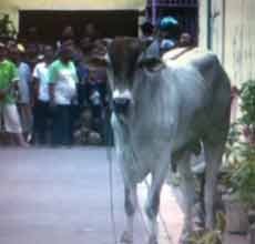 Seekor Sapi Mengamuk Sebelum Disembelih, 7 Warga Luka-luka