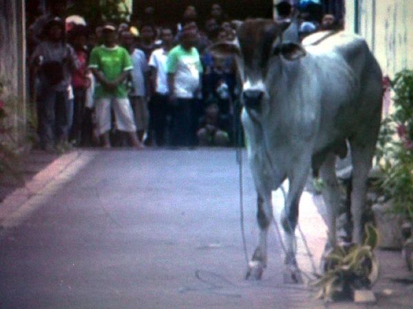 Seekor Sapi Mengamuk Sebelum Disembelih
