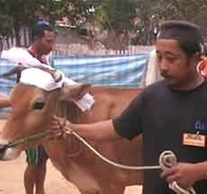Sebelum Disembelih, Sapi Bersorban Putih Tawaf Keliling Masjid