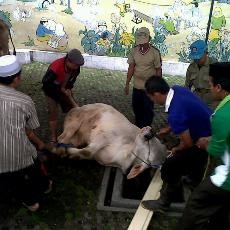 Pemkot Bandung Kucurkan Rp 2 Miliar untuk Hewan Kurban