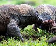 Pulau Komodo Masuk Top 10 Sementara New7Wonders