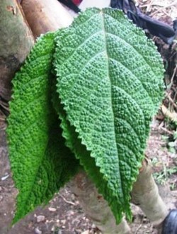 Daun Gatal, Sahabat Para Pendaki Gunung Binaiya