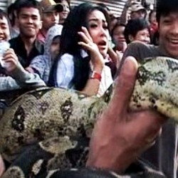 Ini Dia Artis yang Phobia Terhadap Binatang