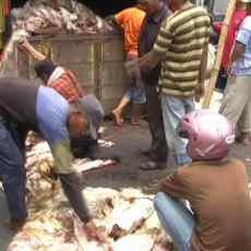 Pengepul Kulit Hewan Kebanjiran Rezeki