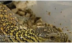 Bayi Komodo Sepanjang 20 Cm Lahir di Belanda