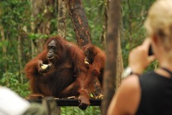 Camp Leakey, Tidak Habis-Habis Dijelajahi